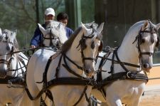 Springreiterin beim Reitturnier Windsor Horse Show