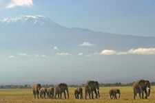 Reitsafari Kilimanjaro Elefanten