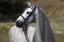 Iberisches Pferd